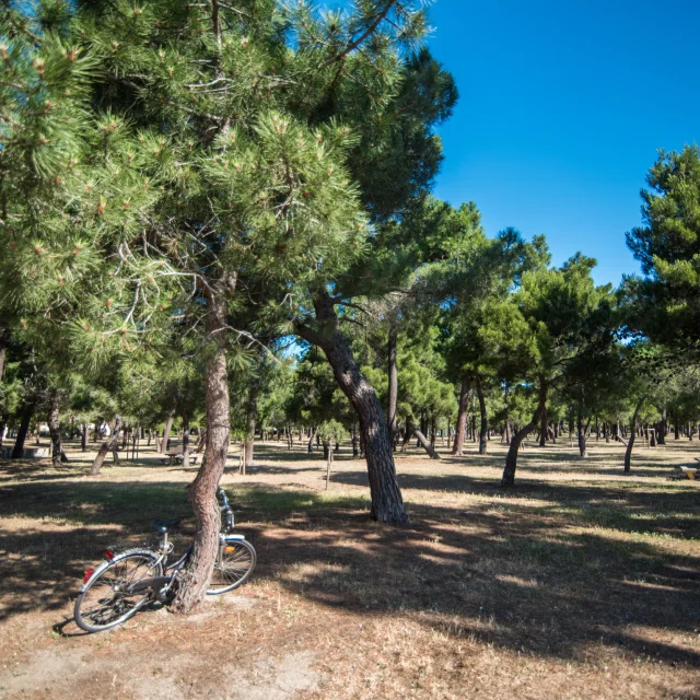 Bois Des Pins Argelestourisme Stephane Ferrer 4950