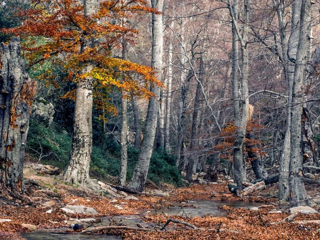 Naturschutzgebiet Foret Massane Argeles D 1