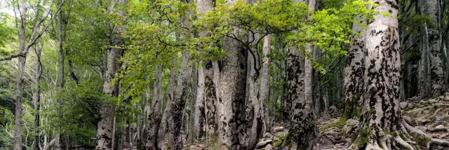 Naturschutzgebiet Foret Massane Argeles D 2