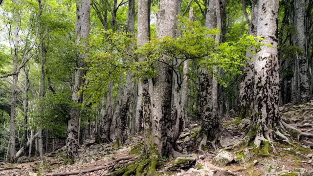 Naturschutzgebiet Foret Massane Argeles D 2