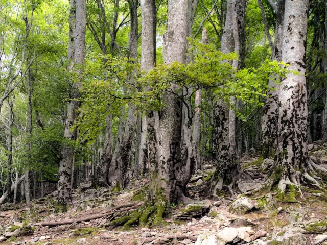 Naturschutzgebiet Foret Massane Argeles D 2