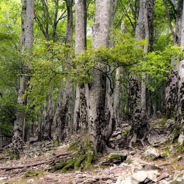 Naturschutzgebiet Foret Massane Argeles D 2