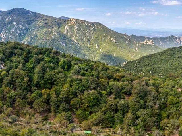 Naturschutzgebiet Foret Massane Argeles D 3