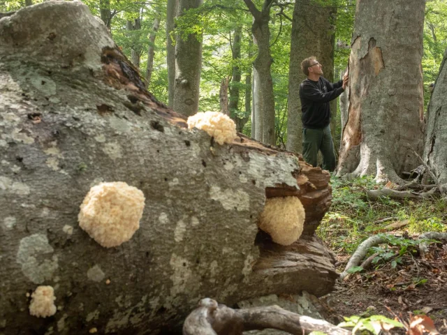 Naturschutzgebiet Foret Massane Argeles D 4