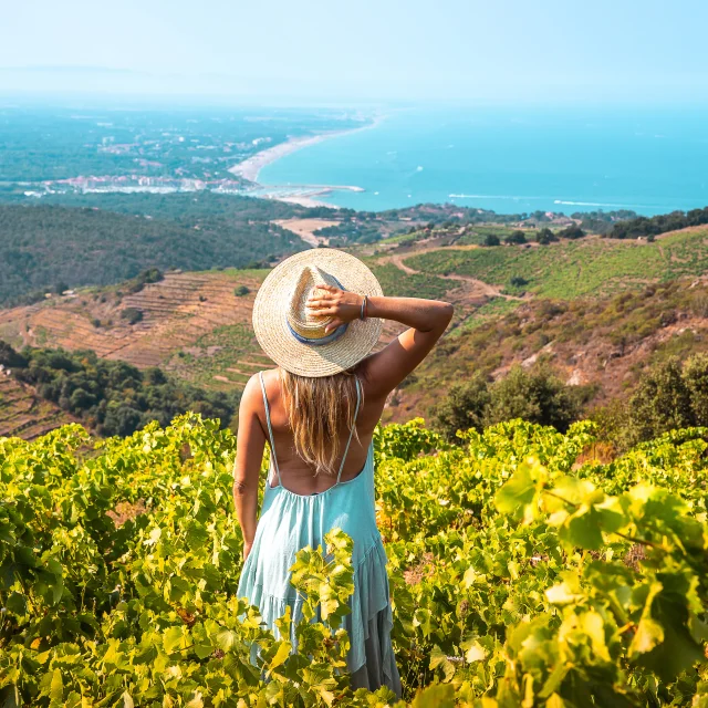 Weinberge Argelestourisme Isabelle Fabre 6079