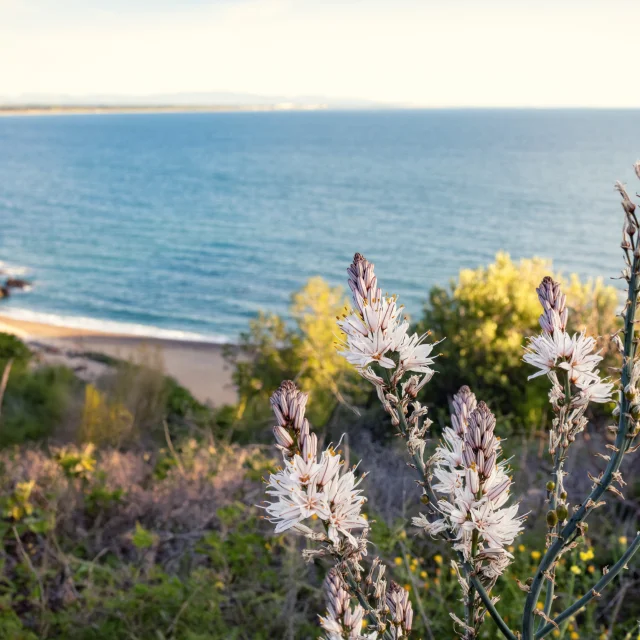 Plage Ouille Collioure Argeles 3