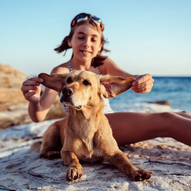 Plages Autorisees Aux Chiens Argeles Sur Mer