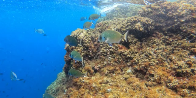 Bleu Loisirs Snorkeling Banyuls Sur Mer